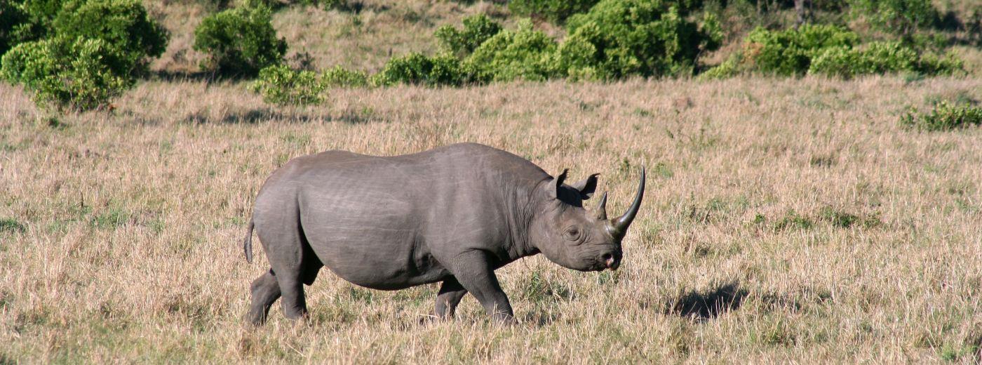 Kenya's Best Wildlife Areas