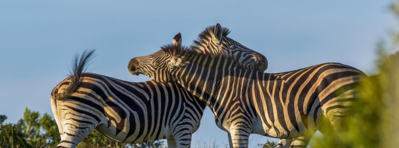 Lalibela Game Reserve, Eastern Cape