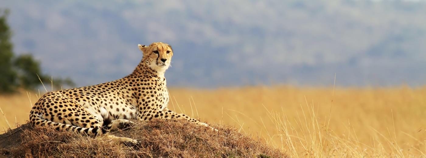 A Kenyan Safari in True Style