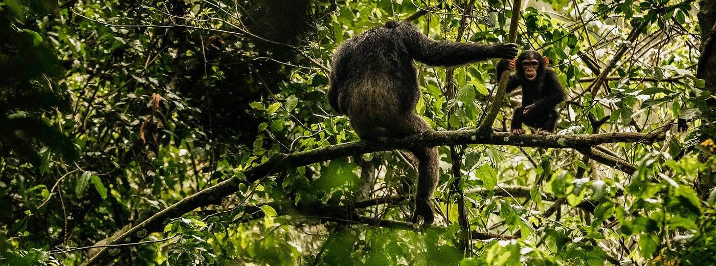 Nyungwe National Park