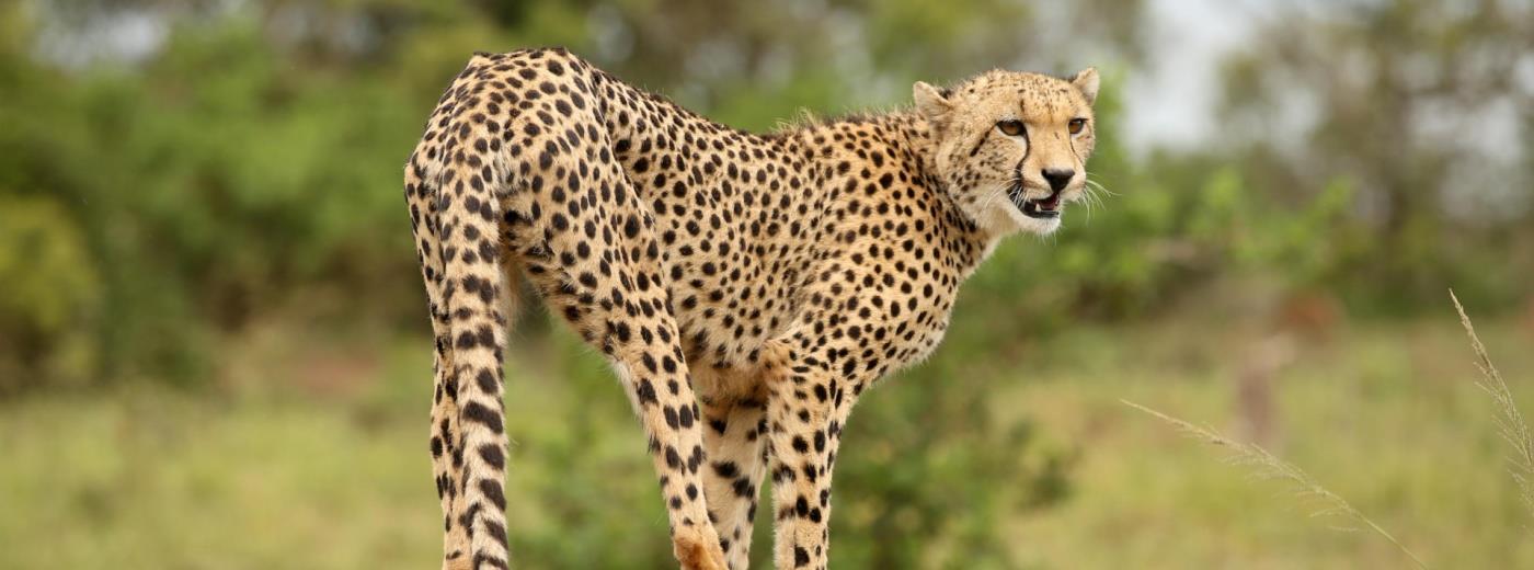 Phinda Game Reserve