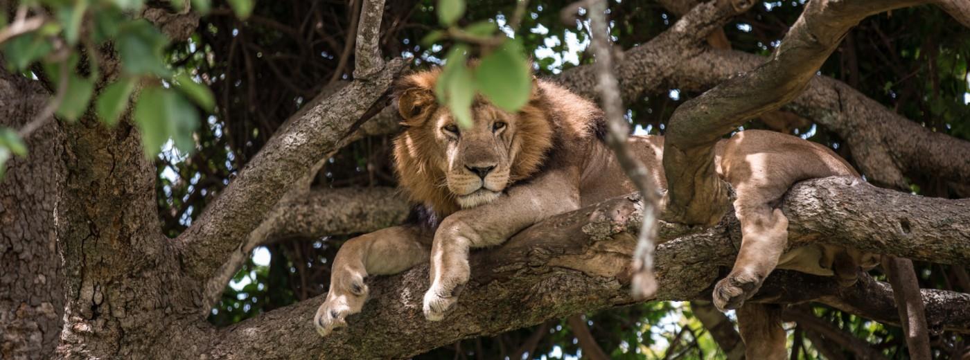 Queen Elizabeth National Park