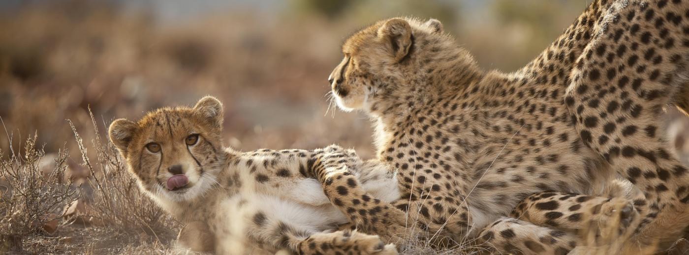 Samara Karoo Reserve