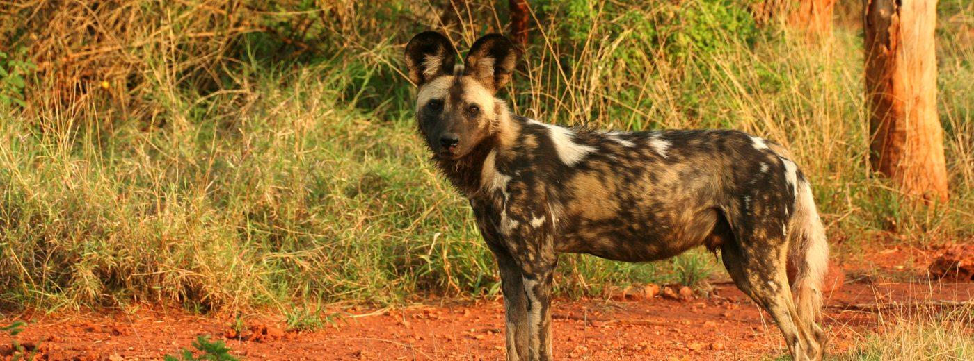 Nyerere (Selous) Game Reserve