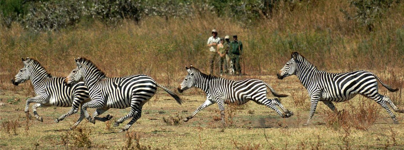 South Luangwa National Park