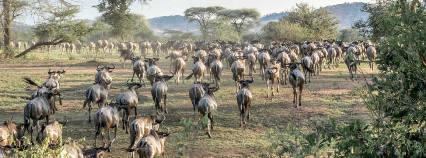 General Info - Safaris in East Africa