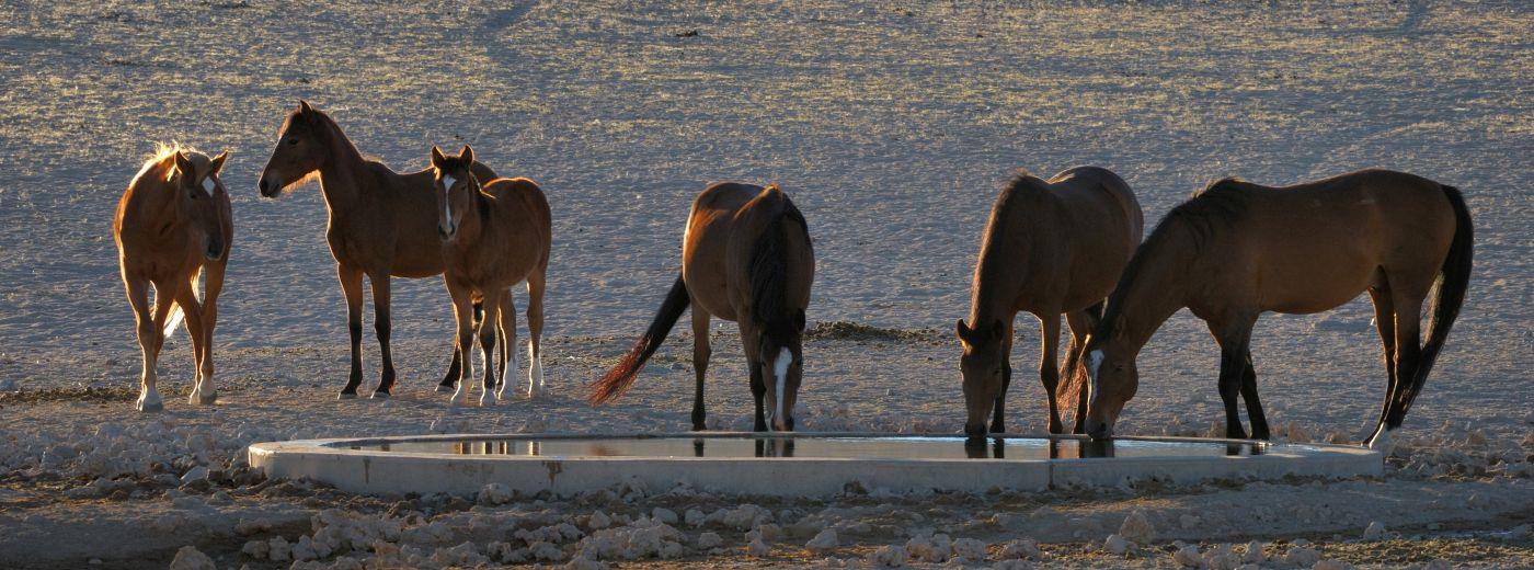 The Southern Namib