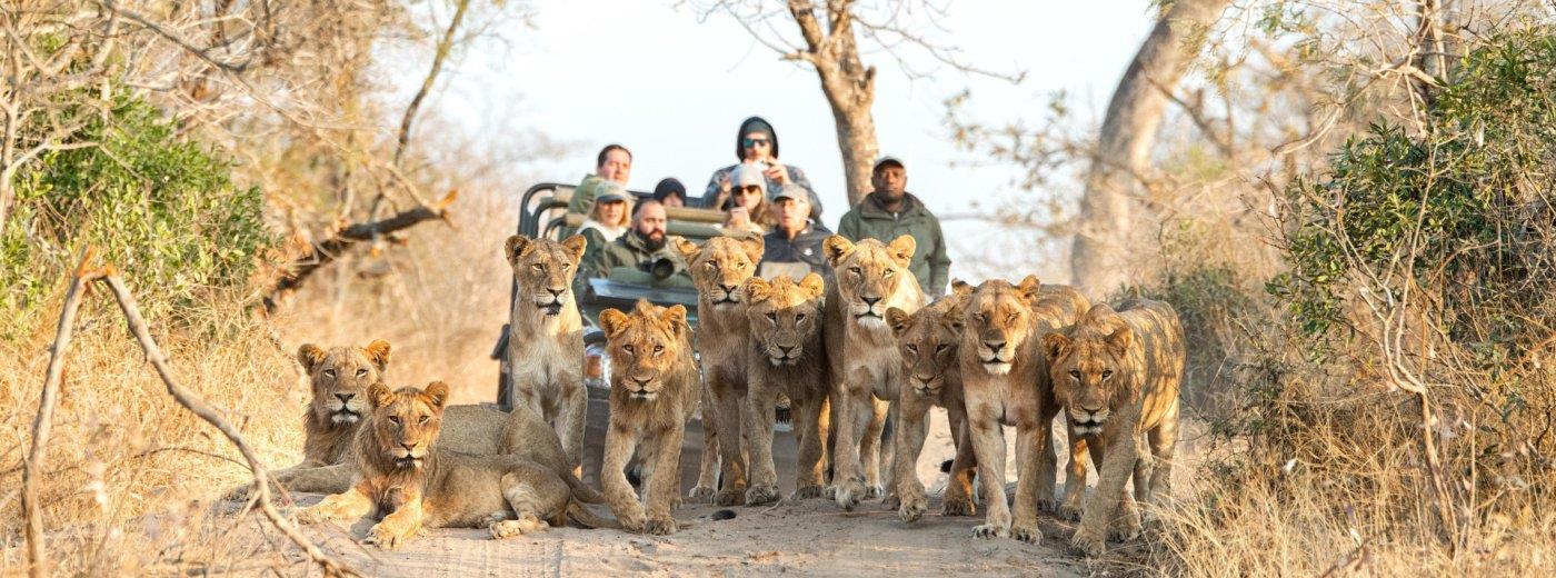 Thornybush Game Reserve: Stay 4 nights for the price of 3