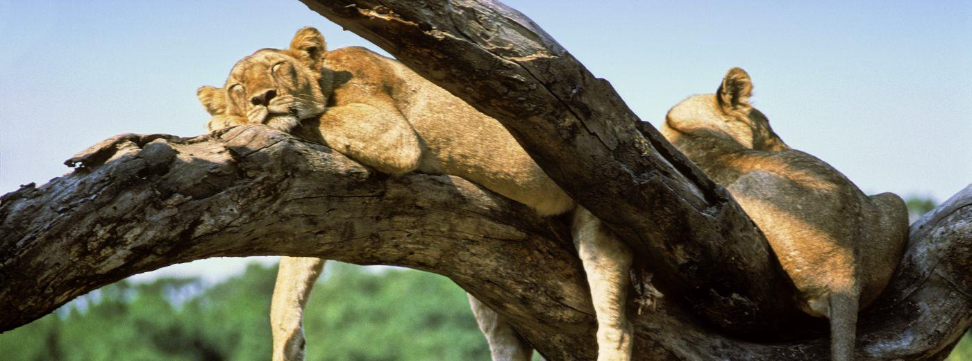 Lake Manyara Hotel