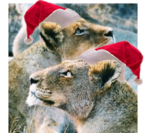 The lions looked up hopefully as the Raindeer flew overhead...