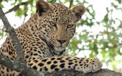 ITINERARY-4: The Best Of South Africa: From Cape Town to Kruger ITINERARY-4: The Best Of South Africa: From Cape Town to Kruger