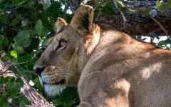 ITINERARY-02678: A Snapshot of Botswana ITINERARY-02678: A Snapshot of Botswana