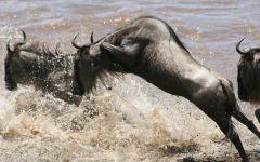 ITINERARY-03486: Seeing the Great Wildebeest Migration in Kenya