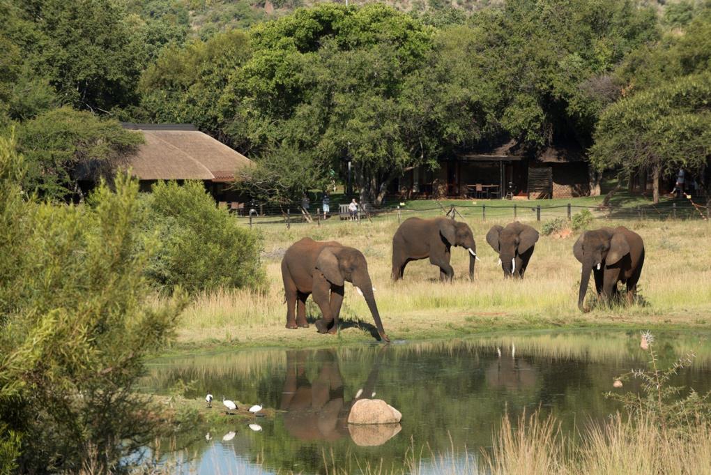 pilanesberg national safari park