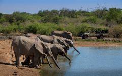 Gomo Gomo Game Lodge