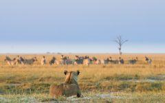 Chobe Game Lodge