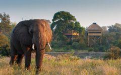 Gomo Gomo Game Lodge