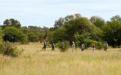 Rhino Walking Safari Sleep Out