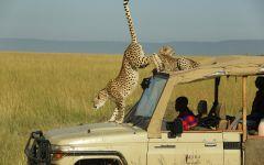 Mara Ngenche Safari Camp