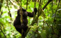 Bwindi Lodge