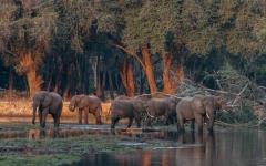 Gomo Gomo Game Lodge