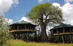 Tarangire Kuro Treetops Lodge