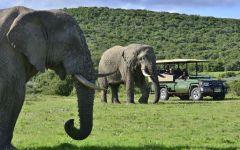 Bayethe Tented Lodge