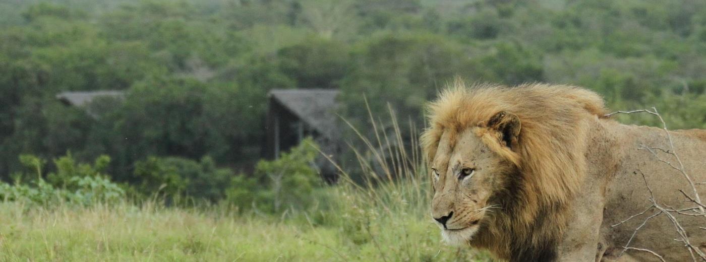 AmaKhosi Safari Lodge