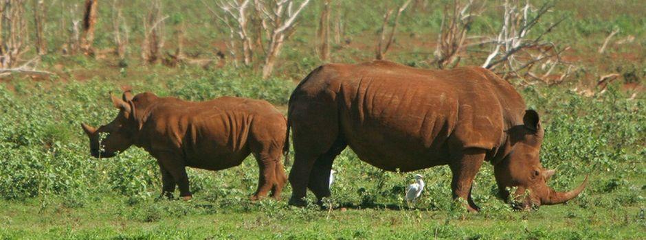 White Elephant Safari Lodge