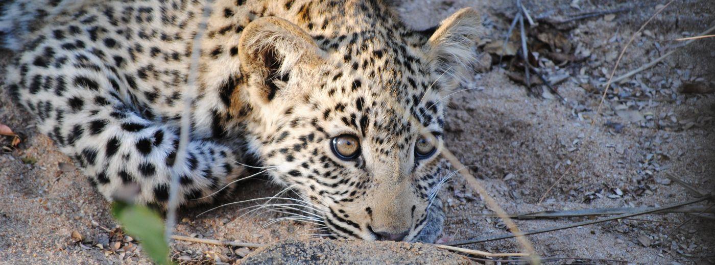 Chapungu Tented Camp