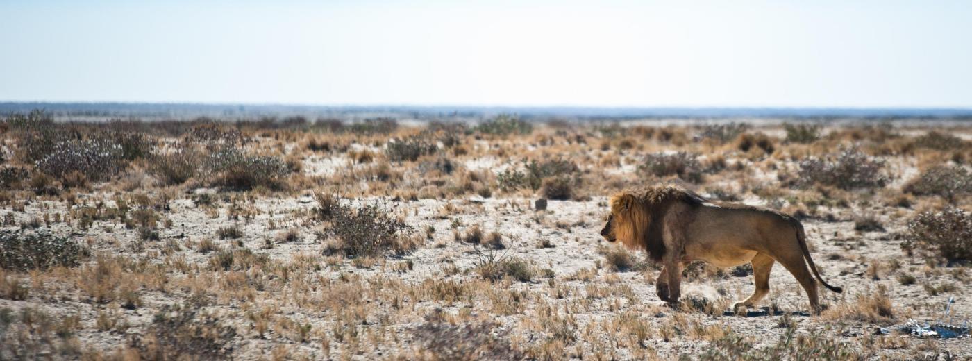 Etosha Safari Camp and Campsite