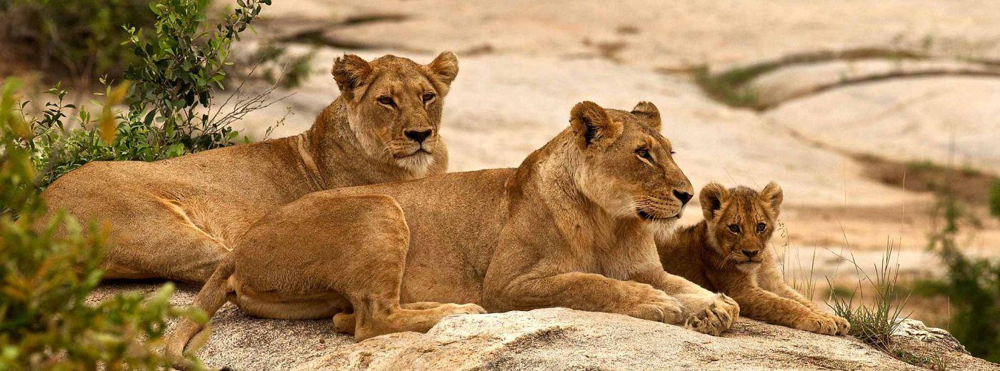 Tshukudu Game Lodge