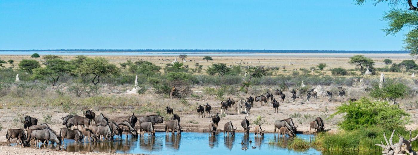 Onguma Tented Camp