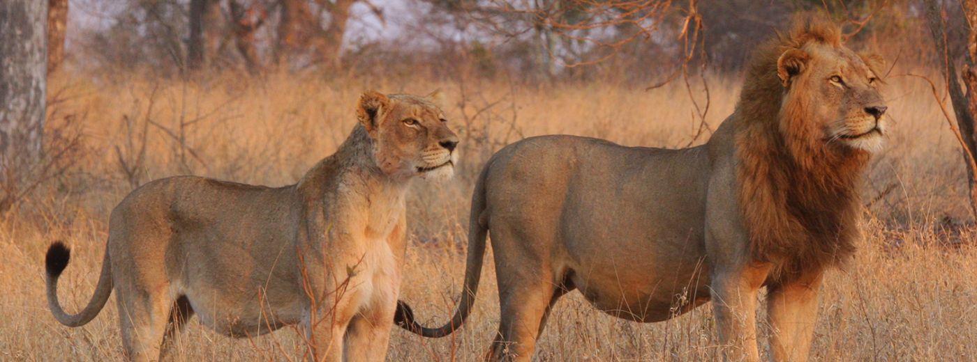 Nkorho Bush Lodge