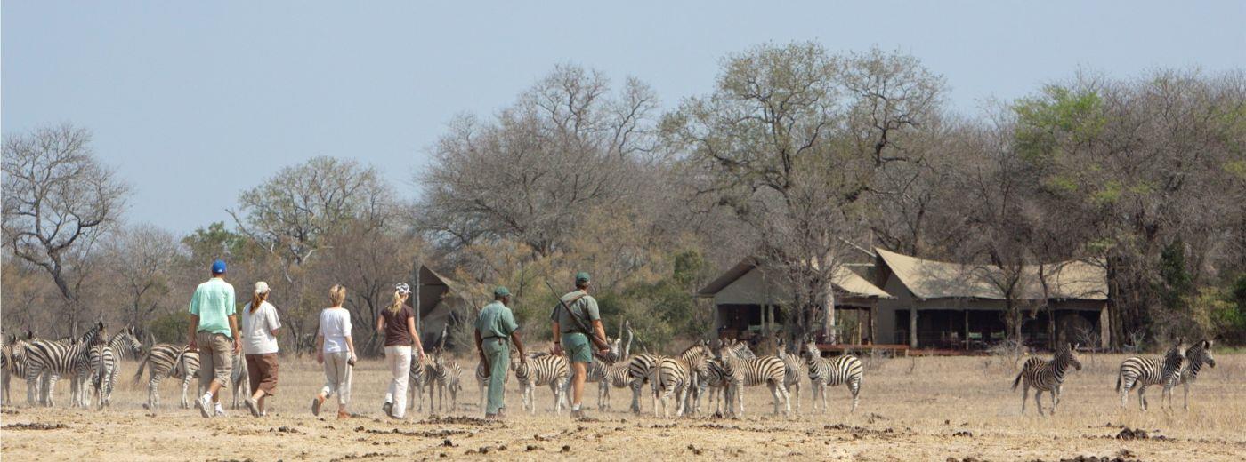 Walking In The African Bushveld