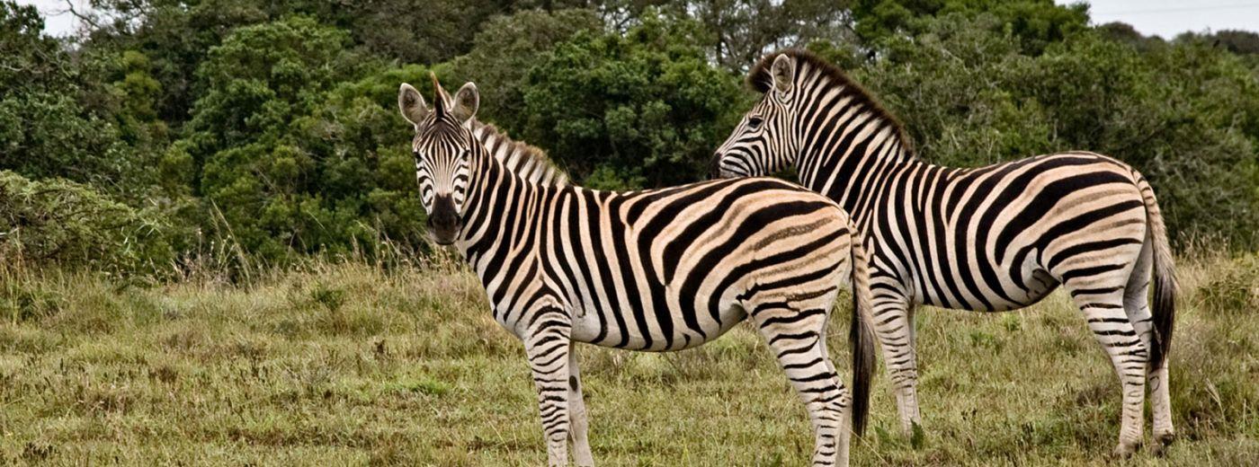 Amakhala Bush Lodge