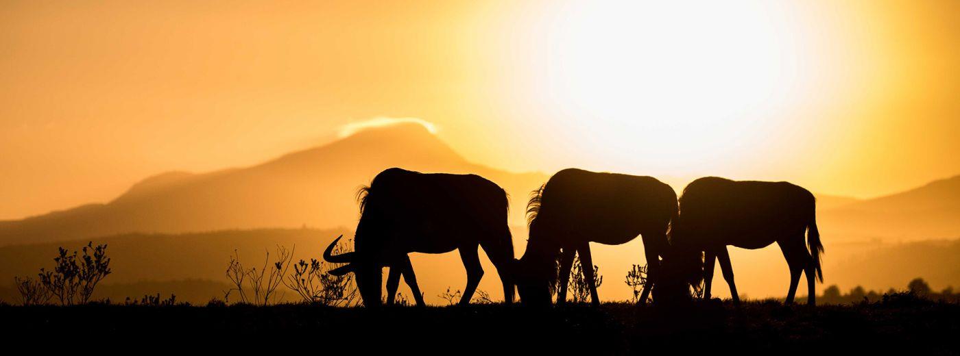 Botlierskop Game Reserve