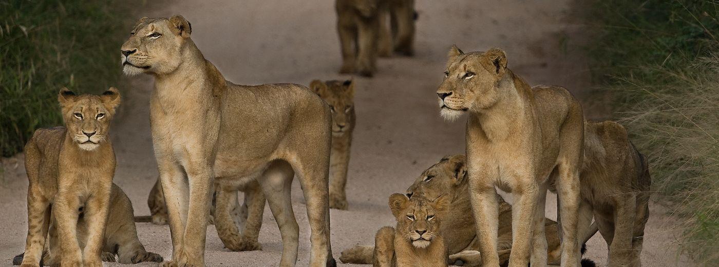 Sabi Sabi Bush Lodge