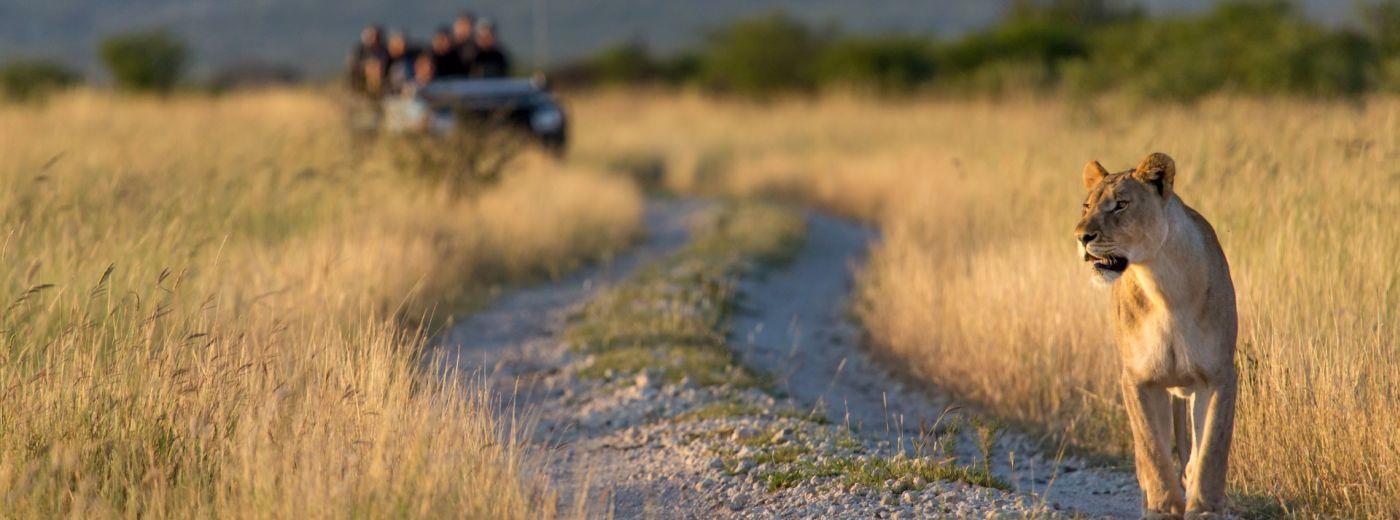 Royal Madikwe Safari Lodge