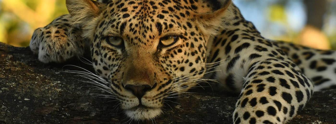 Big 5 Safari and Beach Holiday