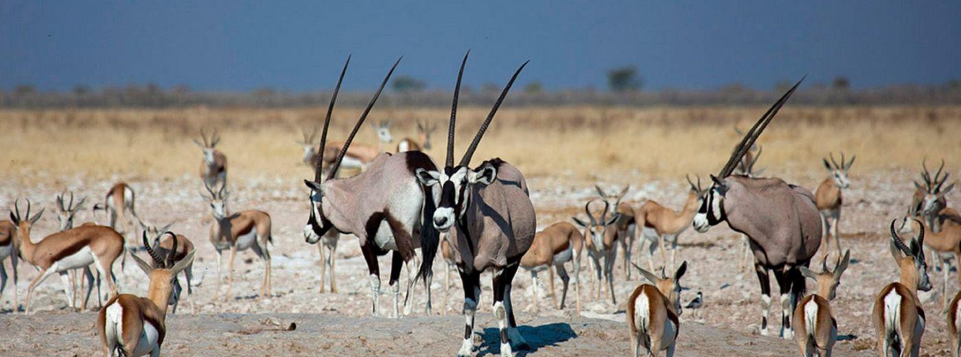 Etosha Village