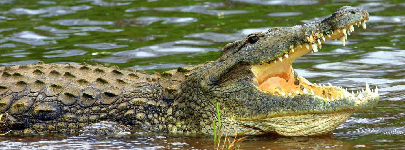 Crocodile Bridge Rest Camp