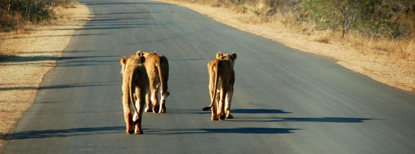 A Kruger Park Safari Adventure