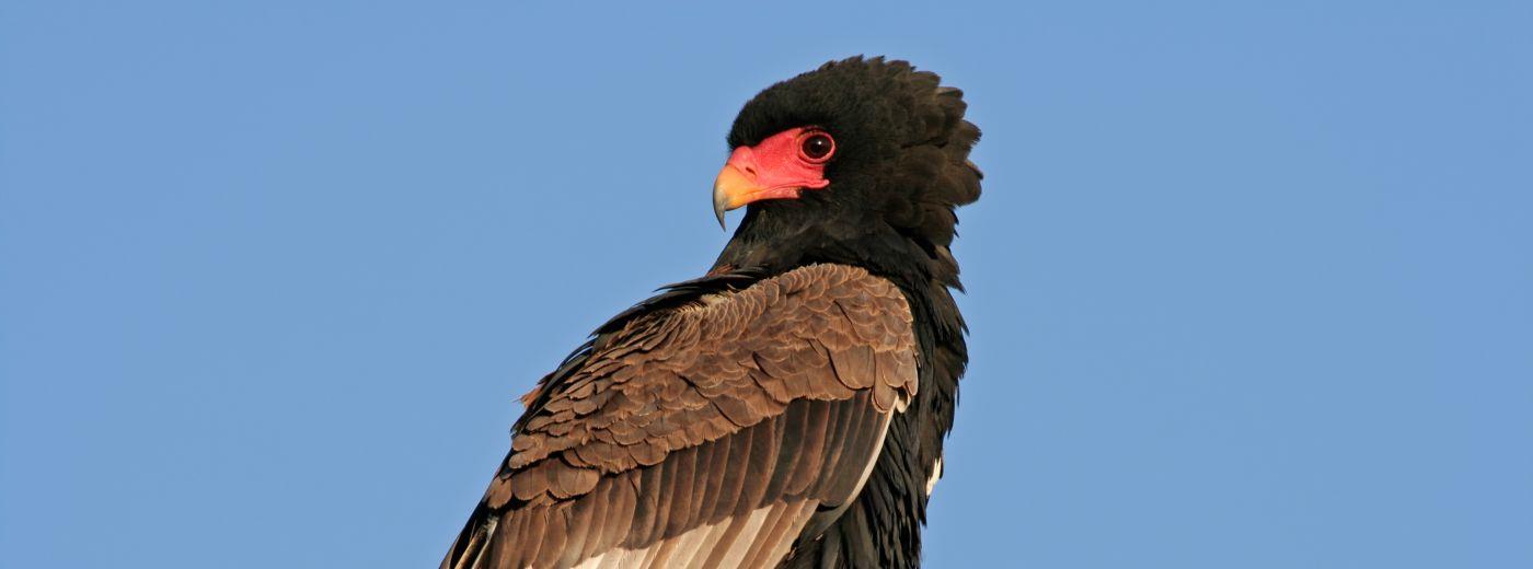 Bateleur Bushveld Camp