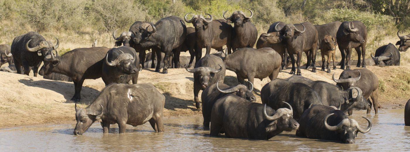 Biyamiti Bushveld Camp