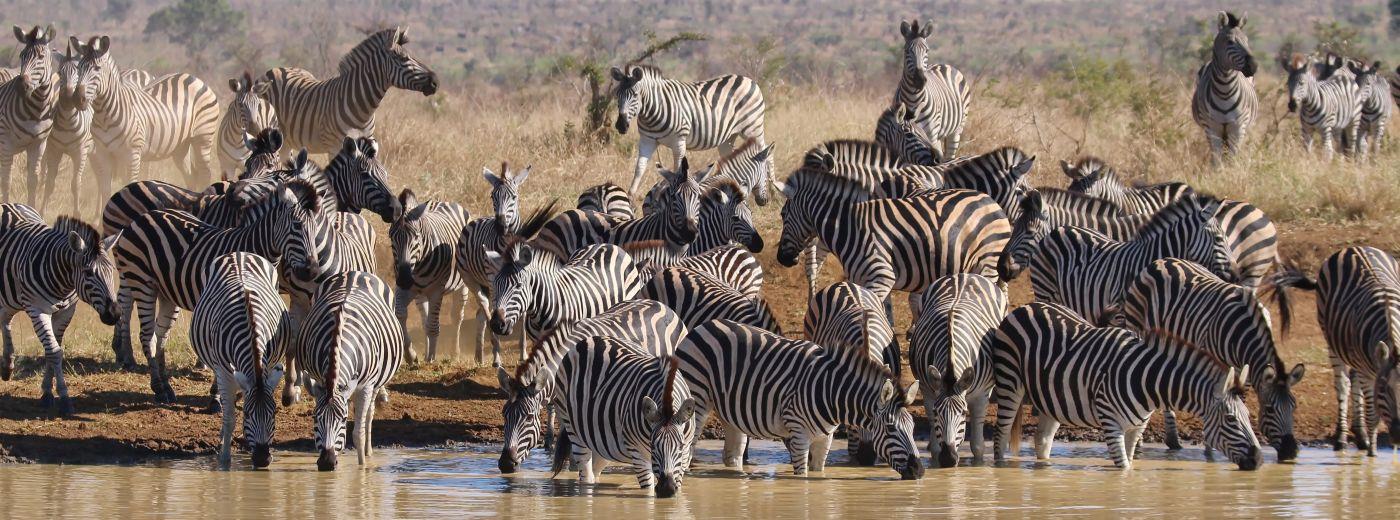 Talamati Bushveld Camp