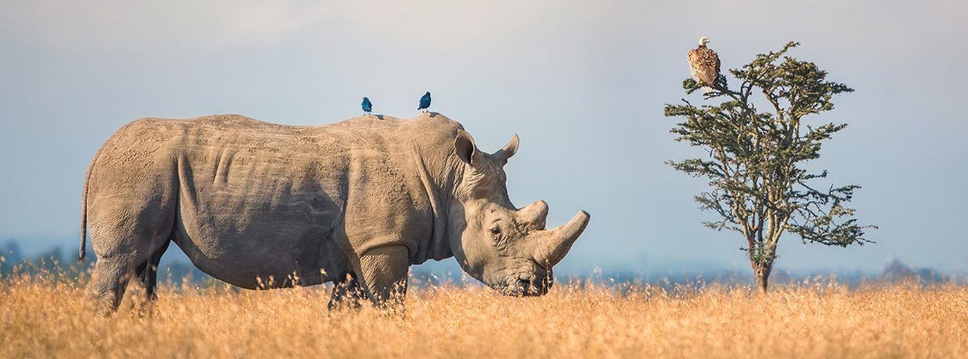The Wildlife of Kenya
