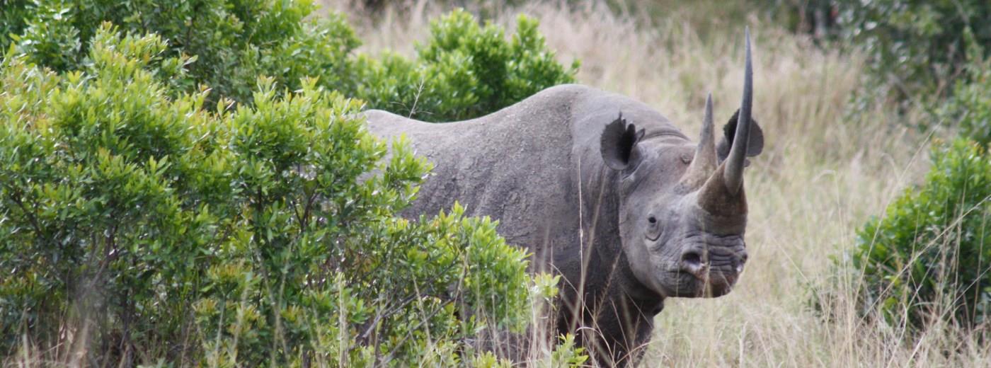 Mara Intrepids Camp