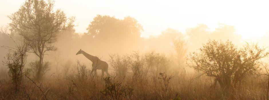 Rhino Walking Safari Sleep Out