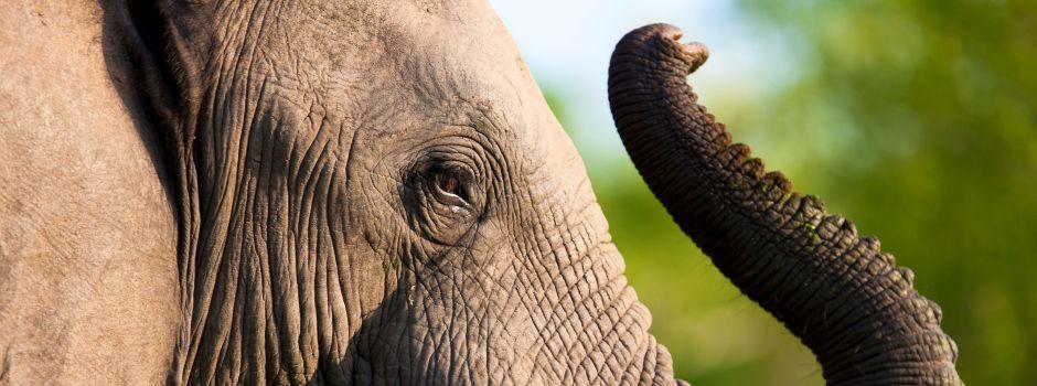 Tuskers Bush Lodge